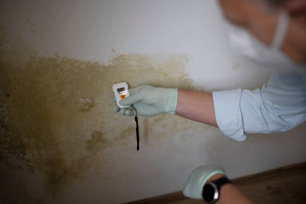 Trusted Dickson City, PA Mold Removal Experts