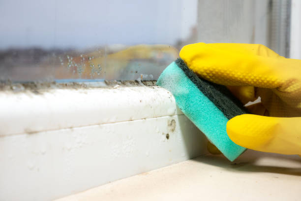 Best Mold Remediation  in Dickson City, PA