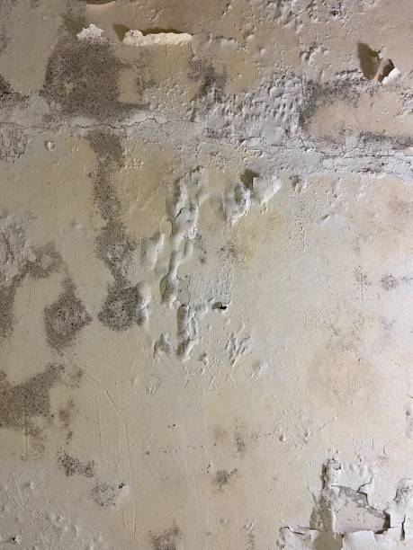 Best Commercial Mold Removal  in Dickson City, PA