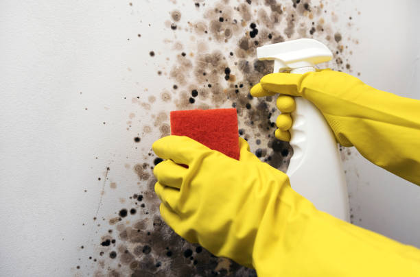 Best Mold Remediation Experts  in Dickson City, PA