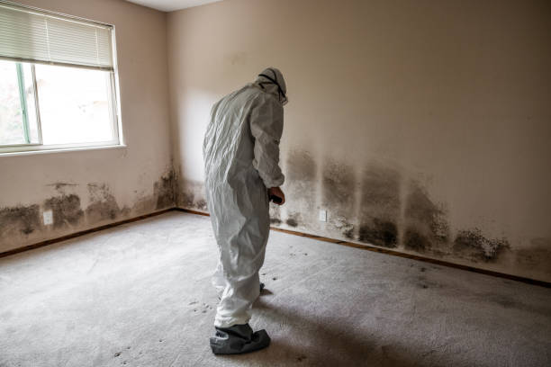 Best Same-Day Mold Removal  in Dickson City, PA