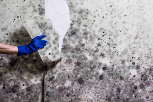 Best Mold Damage Repair  in Dickson City, PA
