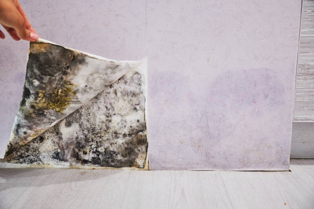 Best Office Mold Removal Services  in Dickson City, PA